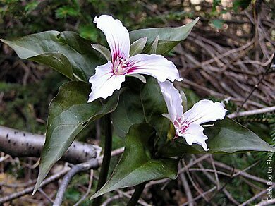 wild white trillium flowers